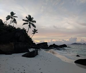 Preview wallpaper beach, palm trees, rocks, sea, twilight