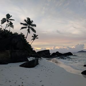 Preview wallpaper beach, palm trees, rocks, sea, twilight