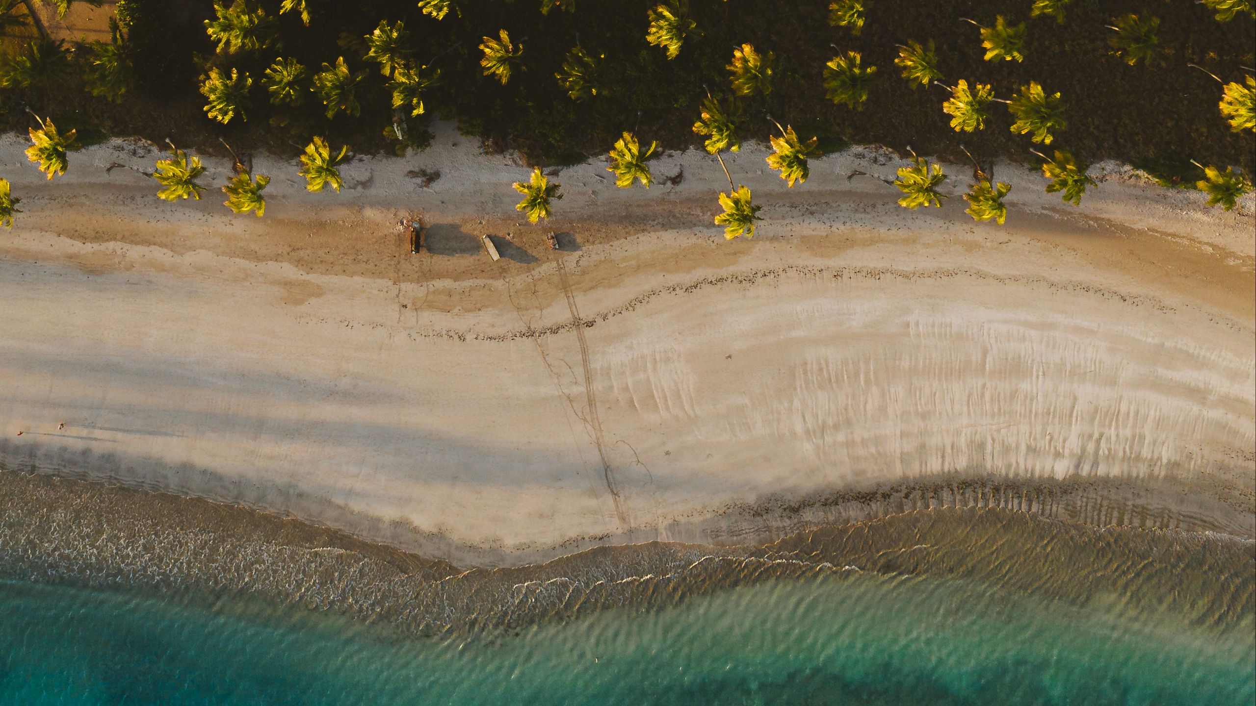 Download wallpaper 2560x1440 beach, palm trees, sand, coast widescreen