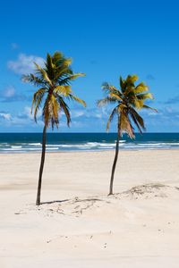 Preview wallpaper beach, palm trees, sand, sea, summer