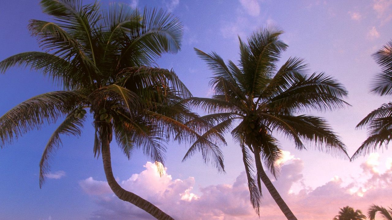 Wallpaper beach, palm trees, sand, sky, sunset