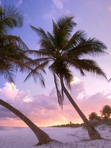 Preview wallpaper beach, palm trees, sand, sky, sunset