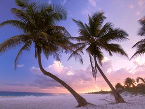 Preview wallpaper beach, palm trees, sand, sky, sunset