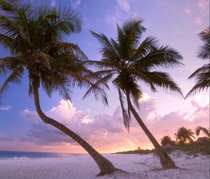 Preview wallpaper beach, palm trees, sand, sky, sunset