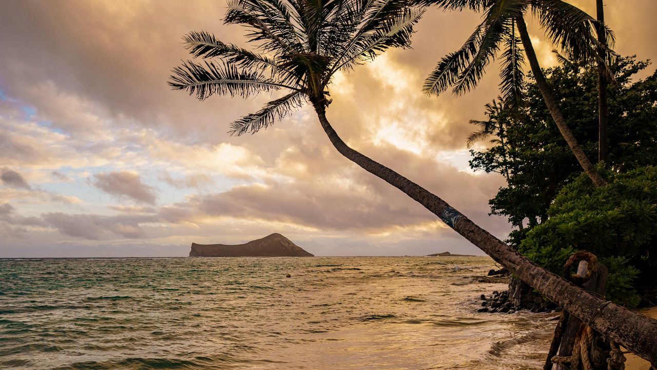 Wallpaper beach, palm trees, sea, tropics