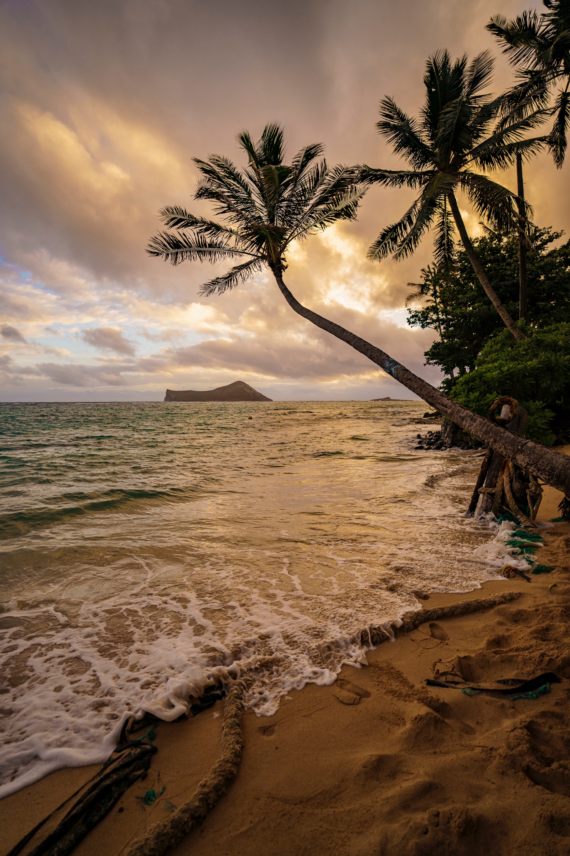 Фото пальмы и море в хорошем качестве Download wallpaper 2000x3000 beach, palm trees, sea, tropics hd background