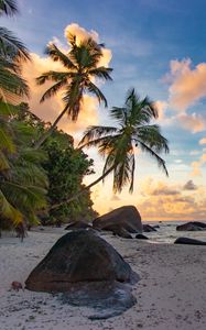 Preview wallpaper beach, palm trees, sea, nature, landscape