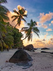 Preview wallpaper beach, palm trees, sea, nature, landscape