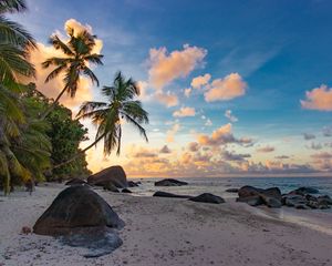 Preview wallpaper beach, palm trees, sea, nature, landscape