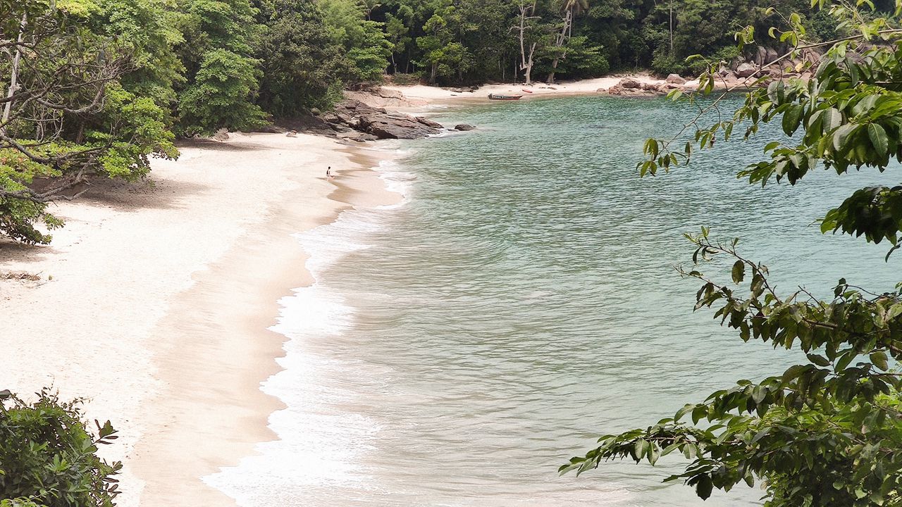 Wallpaper beach plants, coast, exotic