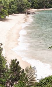 Preview wallpaper beach plants, coast, exotic