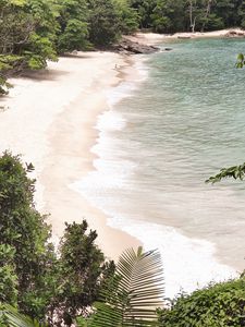 Preview wallpaper beach plants, coast, exotic