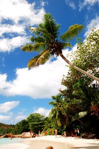 Preview wallpaper beach, sand, palm trees