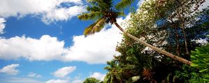 Preview wallpaper beach, sand, palm trees