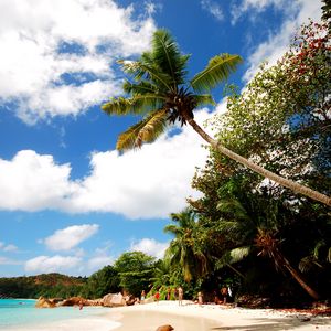 Preview wallpaper beach, sand, palm trees