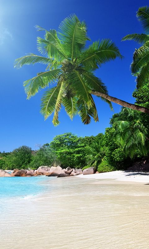 Download wallpaper 480x800 beach, sand, palm trees, tropical nokia x ...