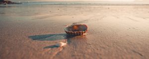 Preview wallpaper beach, sand, shell, macro