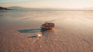 Preview wallpaper beach, sand, shell, macro