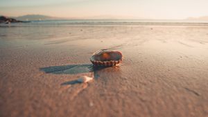 Preview wallpaper beach, sand, shell, macro