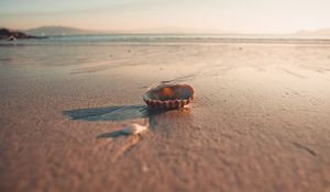 Preview wallpaper beach, sand, shell, macro