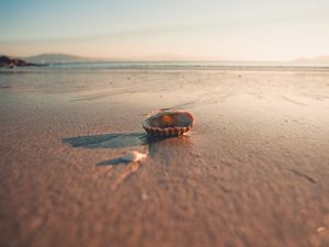 Preview wallpaper beach, sand, shell, macro