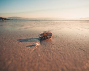 Preview wallpaper beach, sand, shell, macro