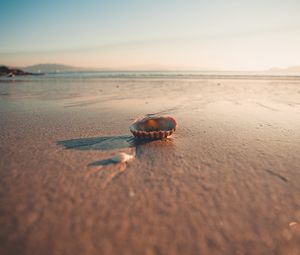 Preview wallpaper beach, sand, shell, macro