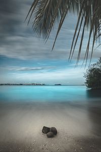 Preview wallpaper beach, sand, stones, palm, branches, horizon