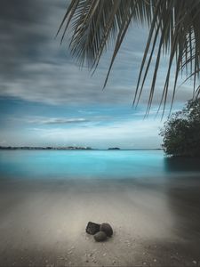 Preview wallpaper beach, sand, stones, palm, branches, horizon