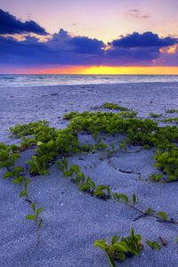 Preview wallpaper beach, sand, vegetation, leaves, particles, sea, decline, horizon