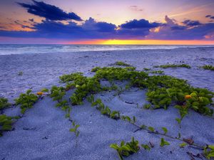 Preview wallpaper beach, sand, vegetation, leaves, particles, sea, decline, horizon