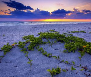 Preview wallpaper beach, sand, vegetation, leaves, particles, sea, decline, horizon