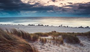 Preview wallpaper beach, sea, horizon, grass, sand