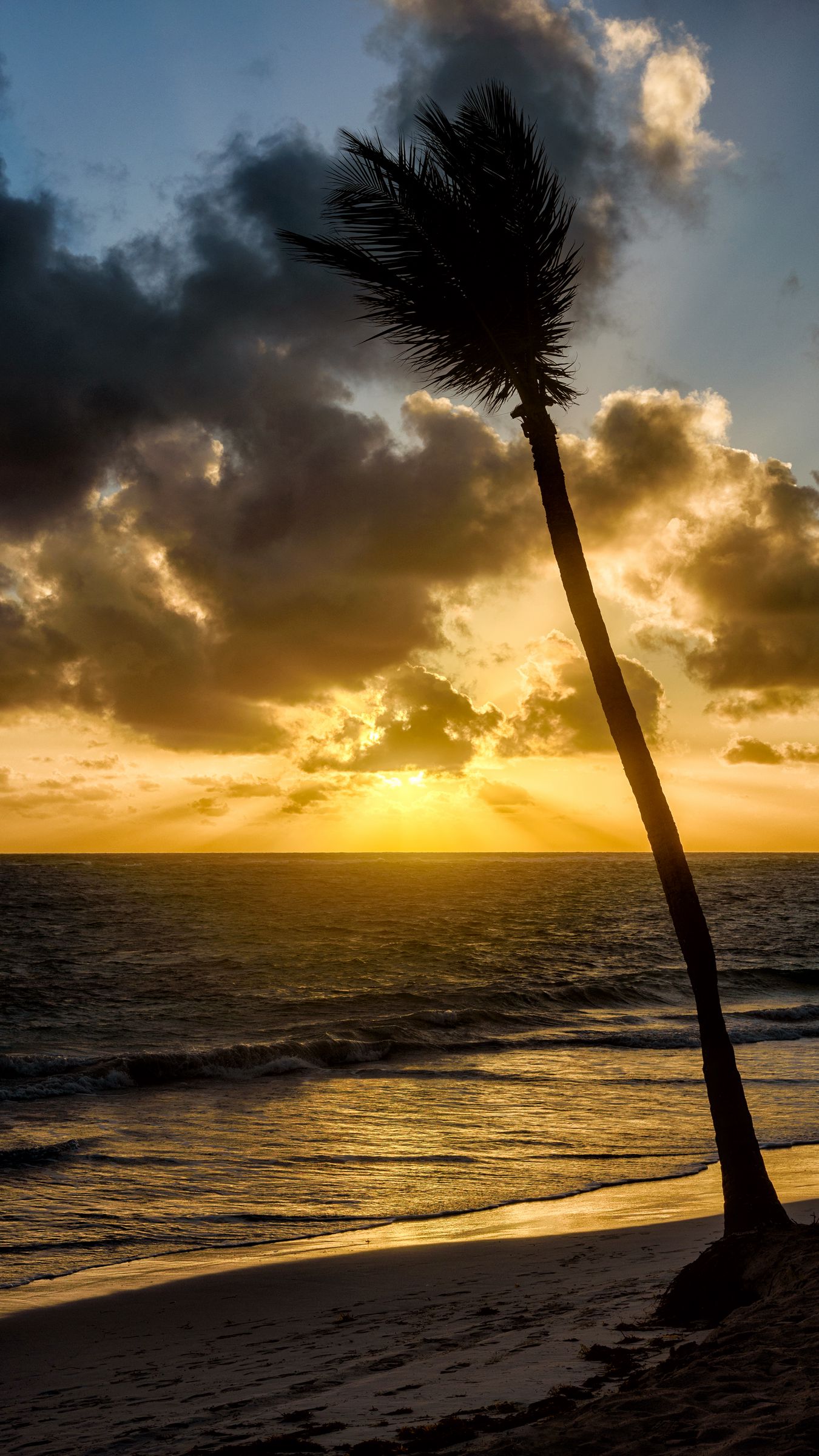 Download wallpaper 1350x2400 beach, sea, palm tree, tropics, evening