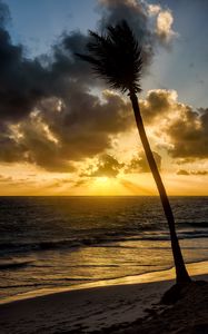 Preview wallpaper beach, sea, palm tree, tropics, evening