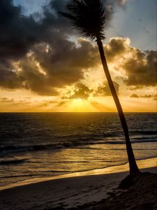 Preview wallpaper beach, sea, palm tree, tropics, evening