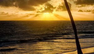 Preview wallpaper beach, sea, palm tree, tropics, evening