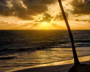 Preview wallpaper beach, sea, palm tree, tropics, evening