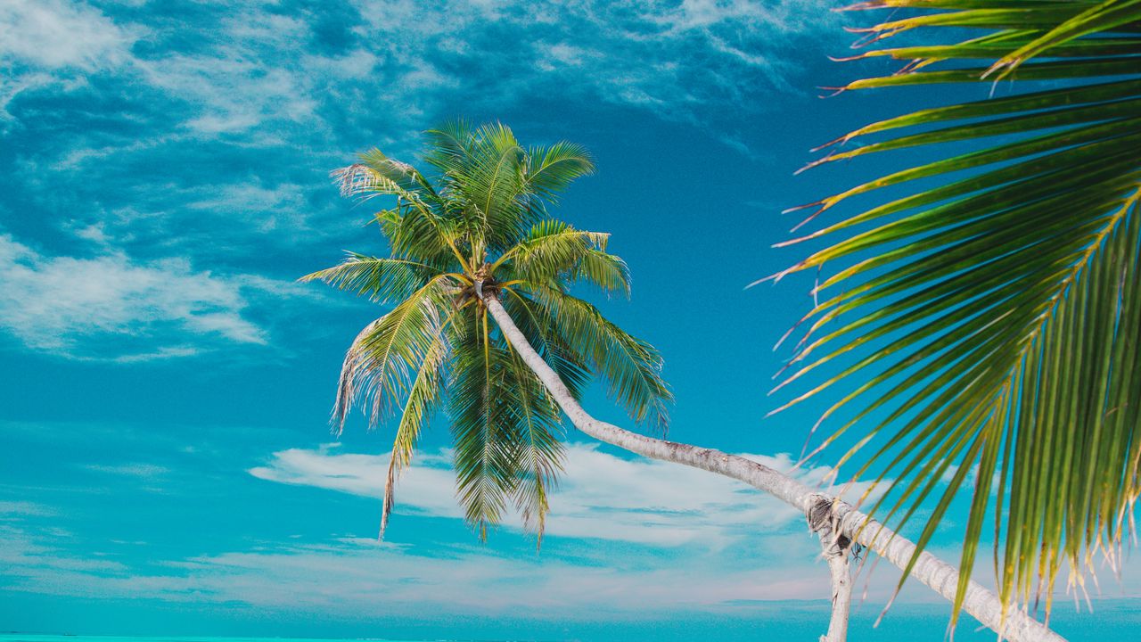Wallpaper beach, sea, palm trees, summer, tropics