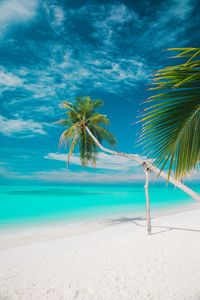 Preview wallpaper beach, sea, palm trees, summer, tropics