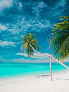 Preview wallpaper beach, sea, palm trees, summer, tropics