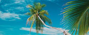 Preview wallpaper beach, sea, palm trees, summer, tropics