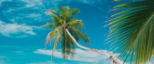 Preview wallpaper beach, sea, palm trees, summer, tropics