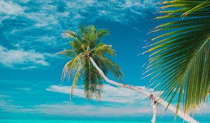 Preview wallpaper beach, sea, palm trees, summer, tropics
