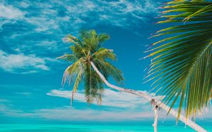 Preview wallpaper beach, sea, palm trees, summer, tropics