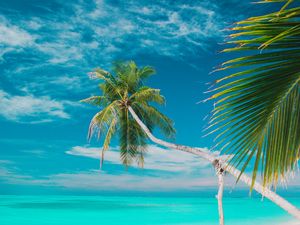 Preview wallpaper beach, sea, palm trees, summer, tropics