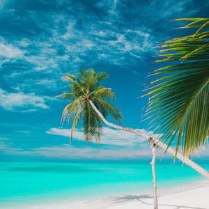 Preview wallpaper beach, sea, palm trees, summer, tropics