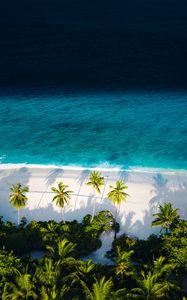 Preview wallpaper beach, sea, palm trees, aerial view