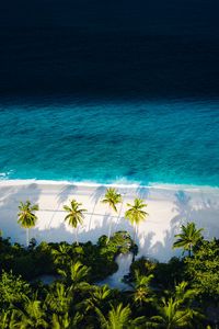 Preview wallpaper beach, sea, palm trees, aerial view