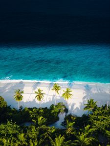 Preview wallpaper beach, sea, palm trees, aerial view